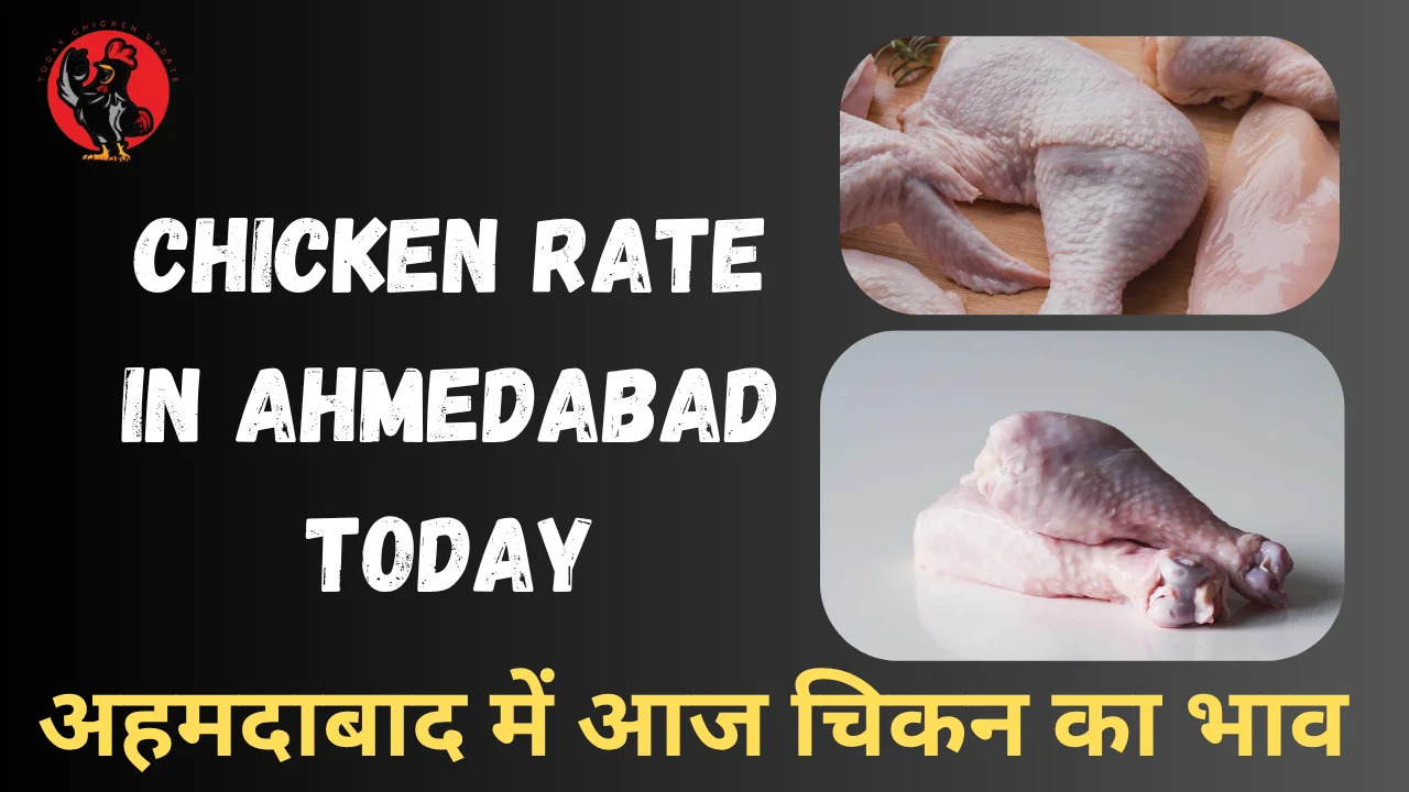 Chicken Rate in Ahmedabad Today