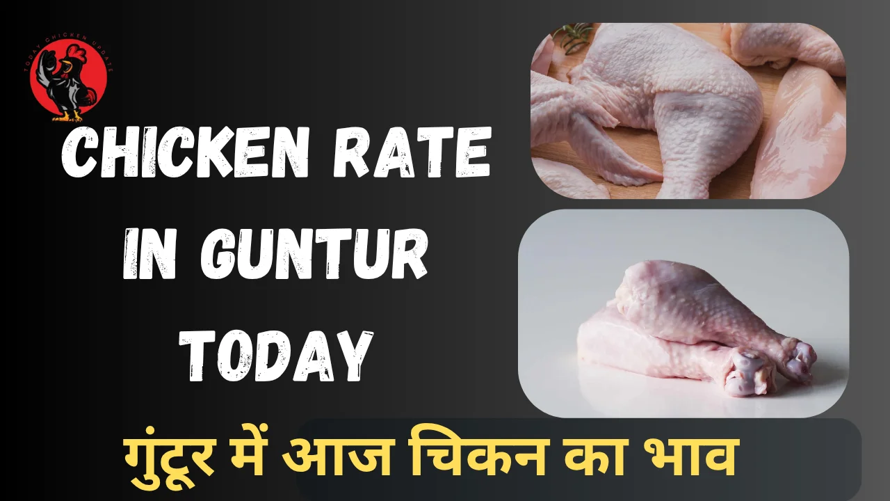 Chicken Rate in Guntur Today
