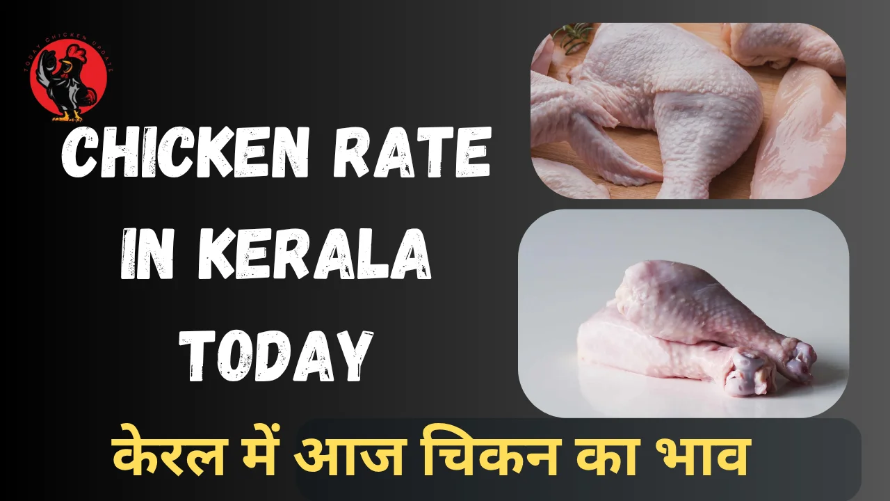 Chicken Rate in Kerala Today