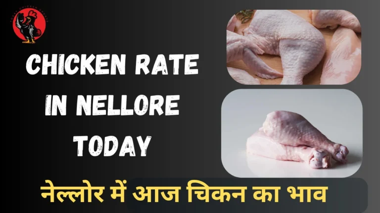 Chicken Rate in Nellore Today
