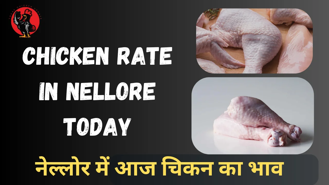 Chicken Rate in Nellore Today