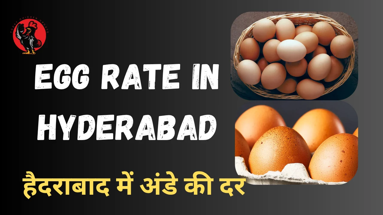Egg Rate in Hyderabad