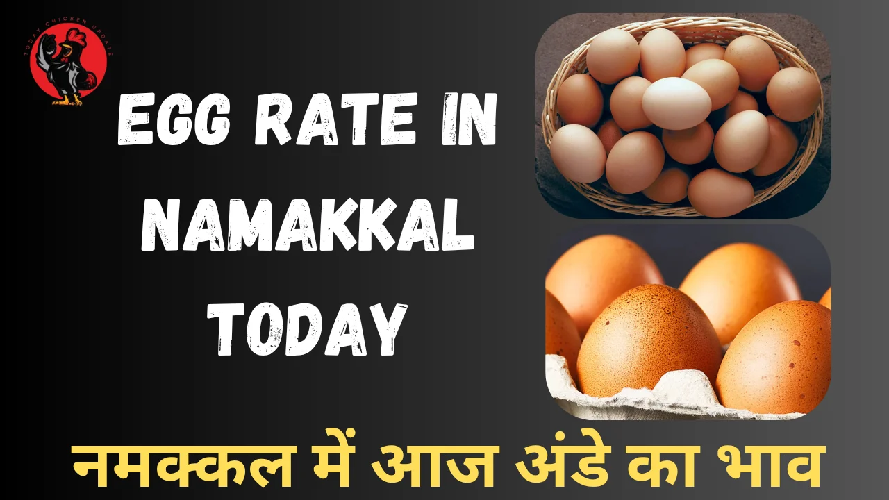 Egg Rate in Namakkal Today