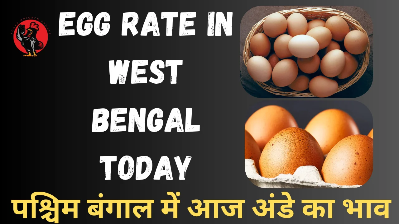 Egg Rate in West Bengal Today