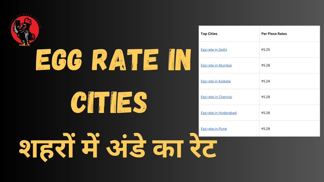 Egg rate in Cities