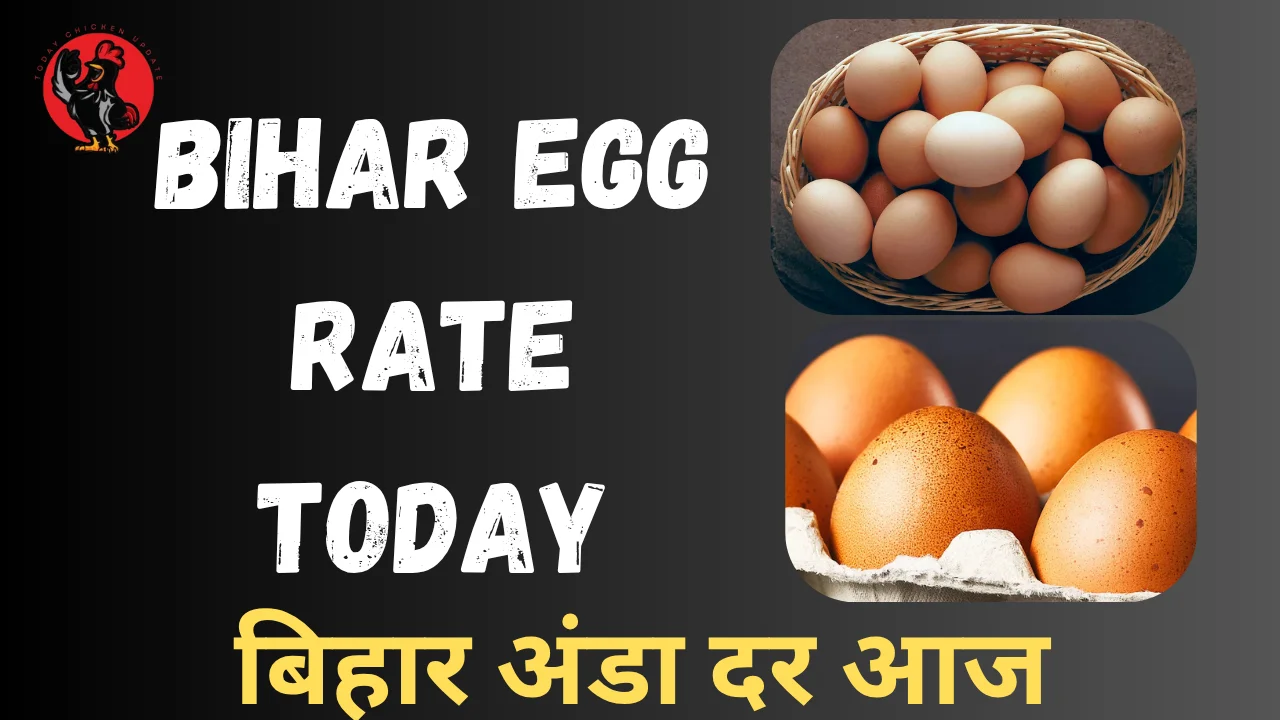Bihar Egg Rate Today