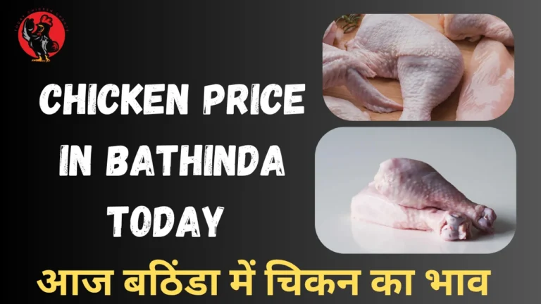 Chicken Price in Bathinda Today 