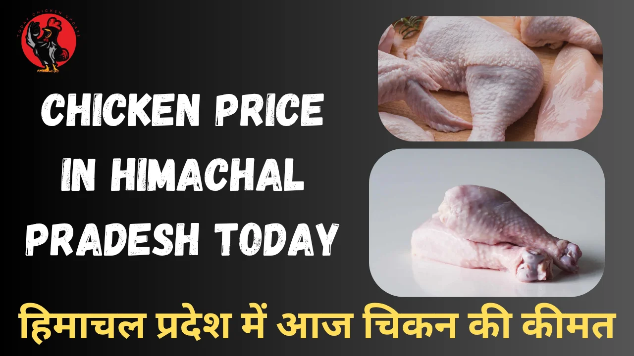 Chicken Price in Himachal Pradesh Today