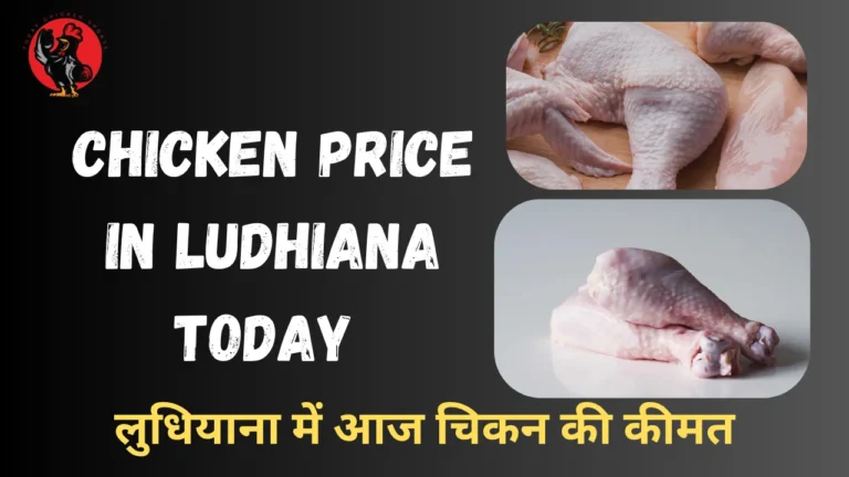 Chicken Price in Ludhiana Today 
