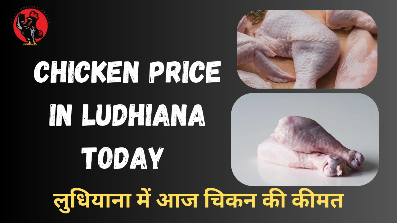 Chicken Price in Ludhiana Today 