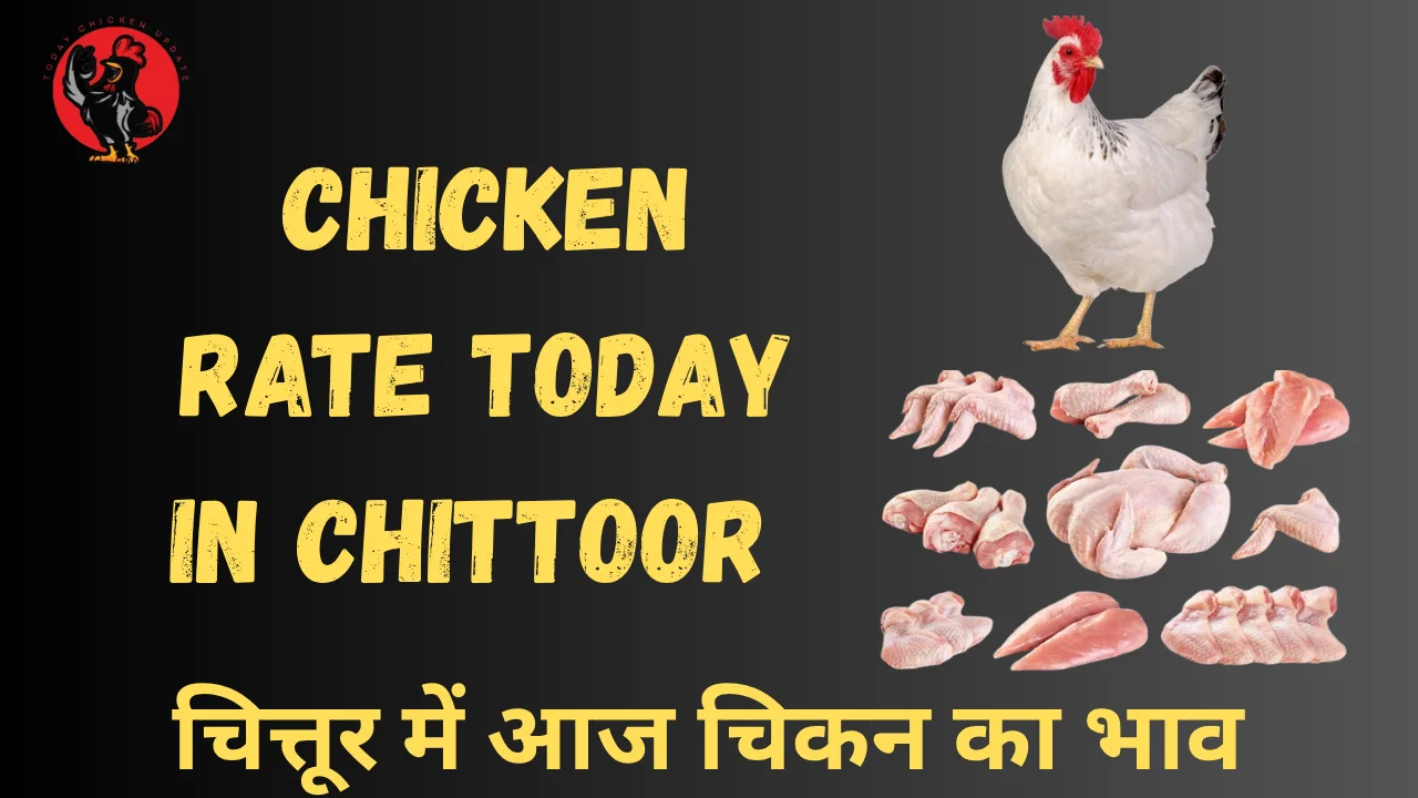Chicken Rate Today in Chittoor 