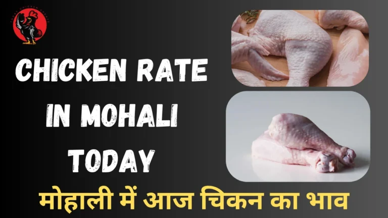 Chicken Rate in Mohali Today
