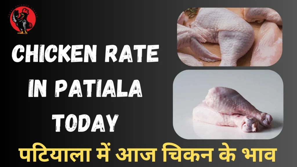 Chicken Rate in Patiala Today