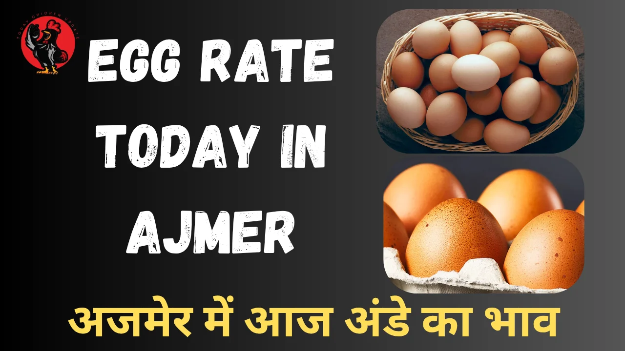 Egg Rate Today in Ajmer