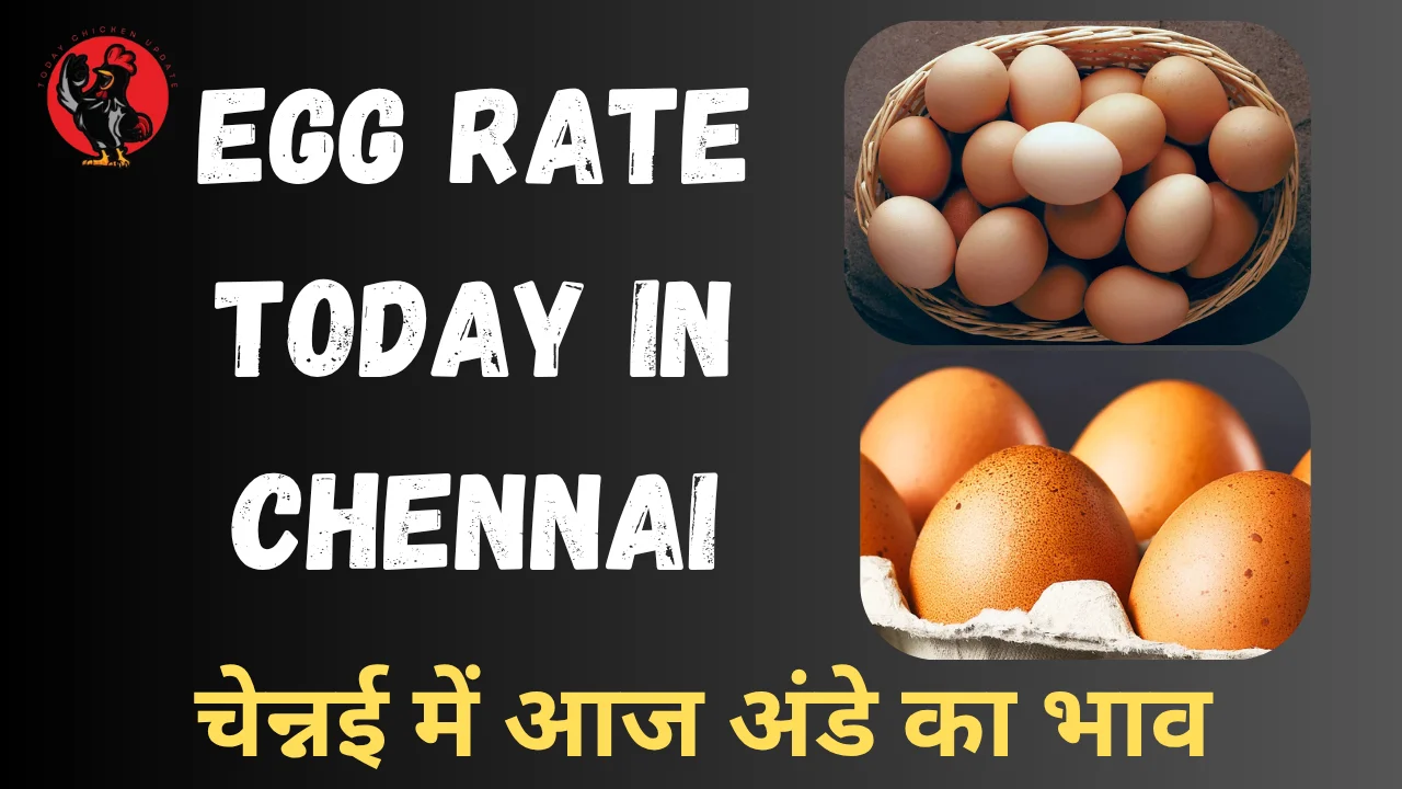 Egg Rate Today in Chennai