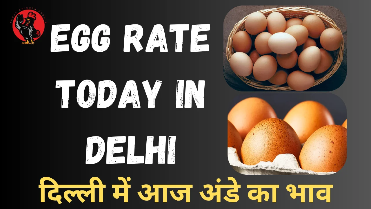 Egg Rate Today in Delhi