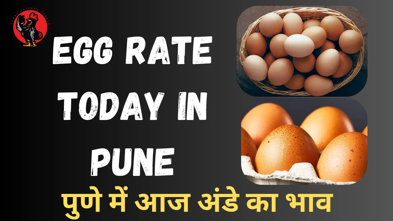 Egg Rate Today in Pune