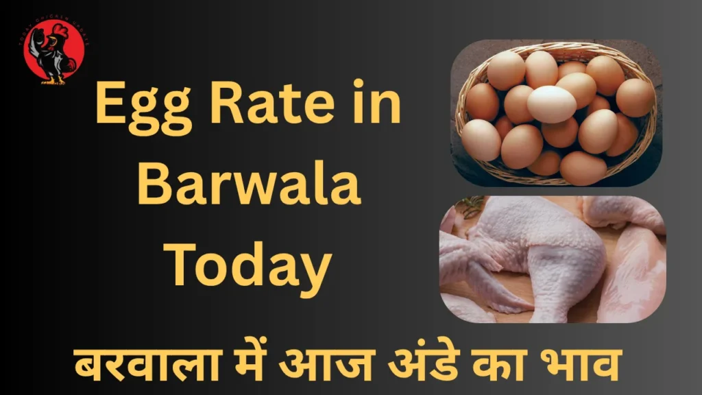 Egg Rate in Barwala Today (1)