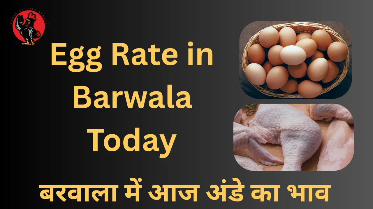 Egg Rate in Barwala Today (1)