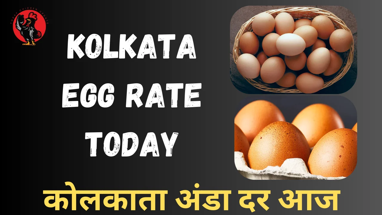 Kolkata Egg Rate Today