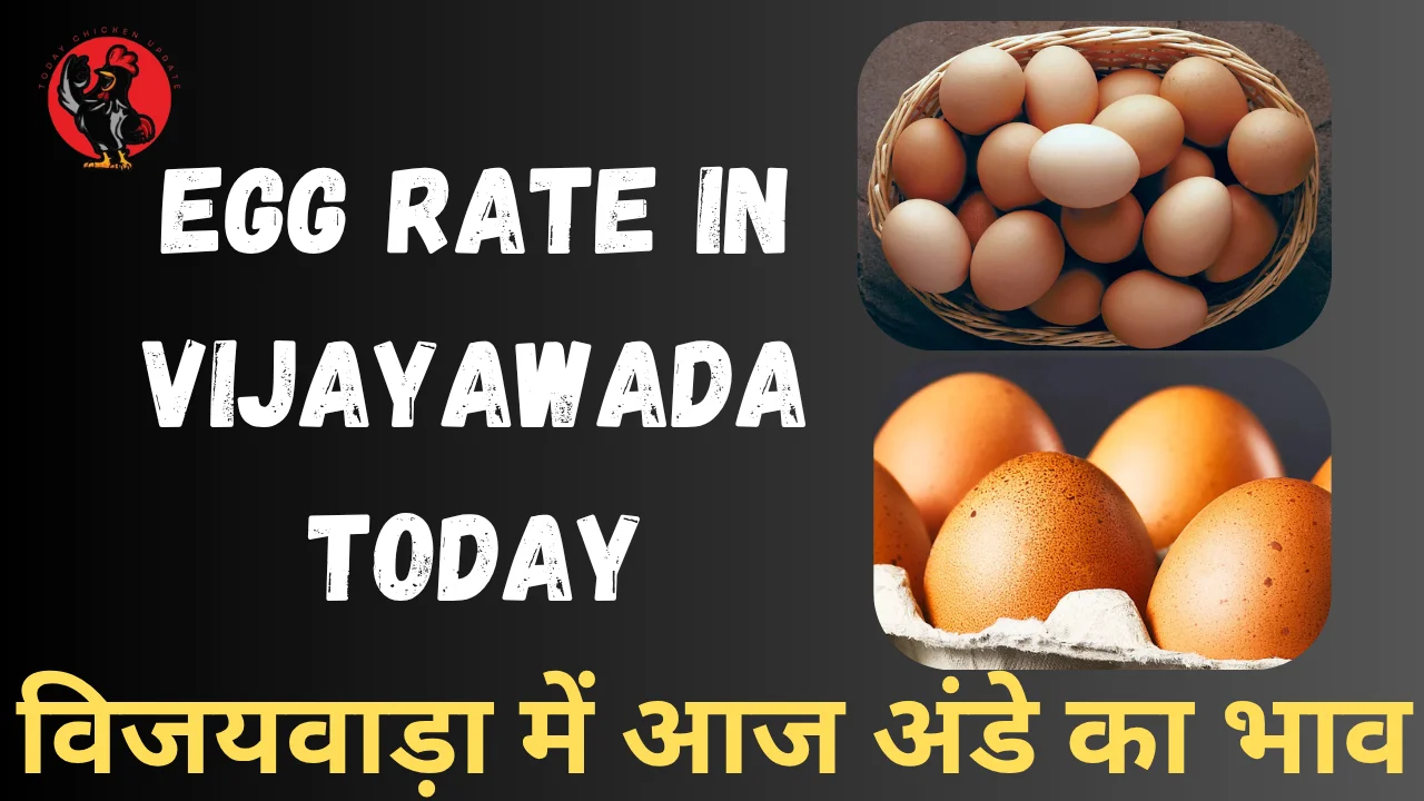 Egg Rate in Vijayawada Today
