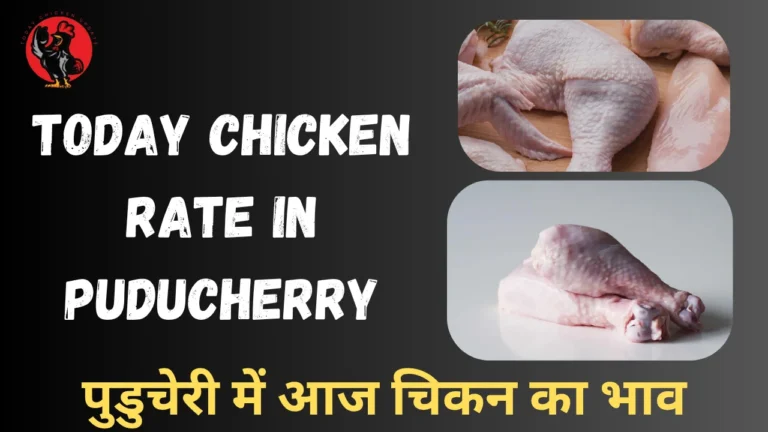 Today Chicken rate in Puducherry