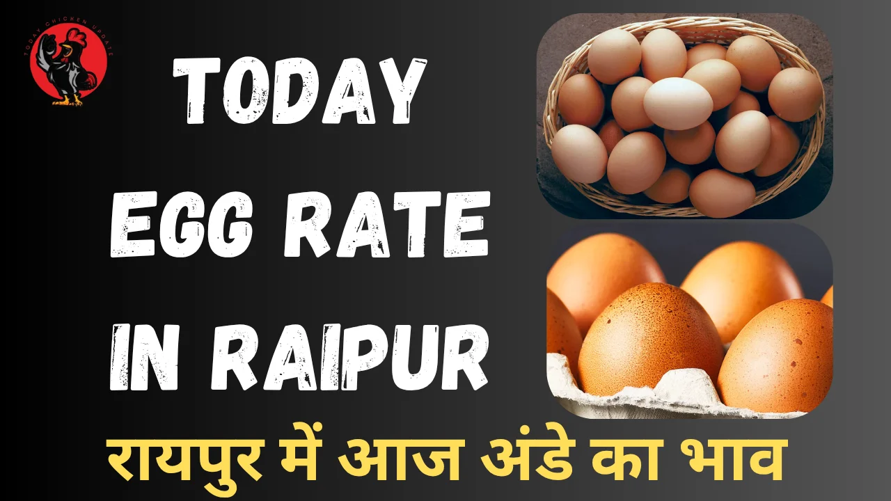 Today Egg Rate in Raipur 