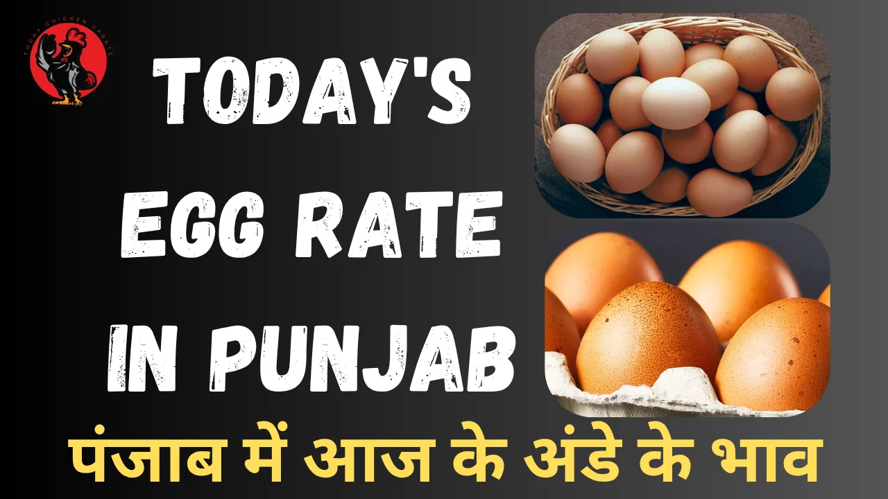 Today's Egg Rate in Punjab