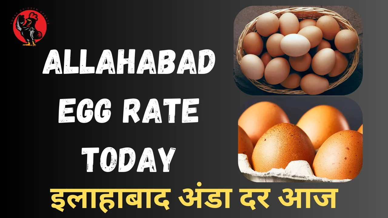 Allahabad Egg Rate Today