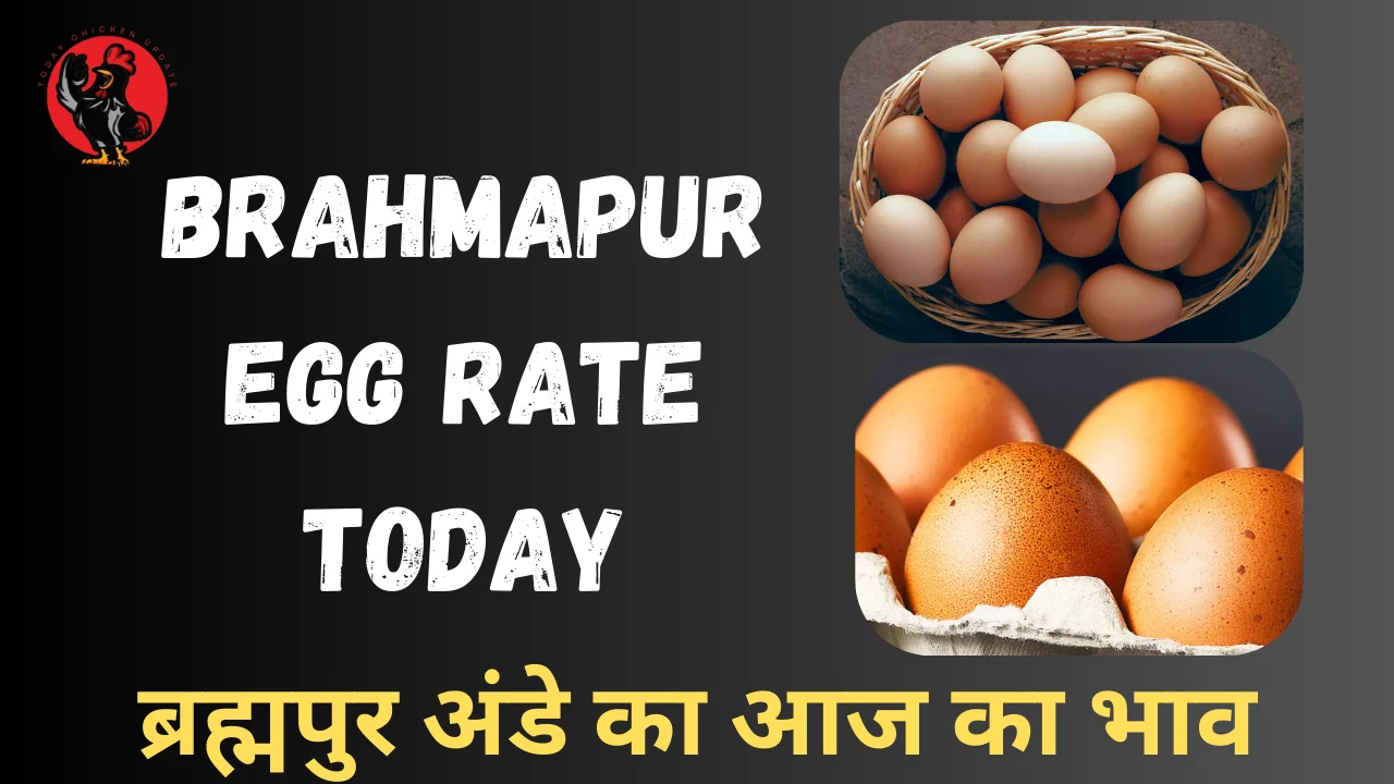 Brahmapur Egg Rate Today