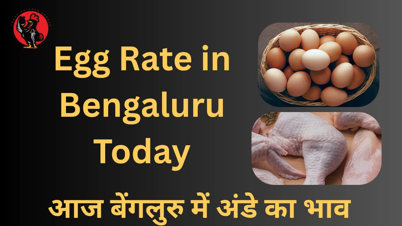 Egg Rate in Bengaluru today
