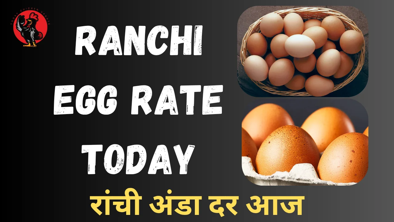 Ranchi Egg Rate Today