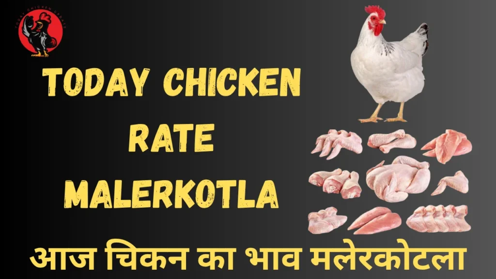 Today Chicken Rate Malerkotla