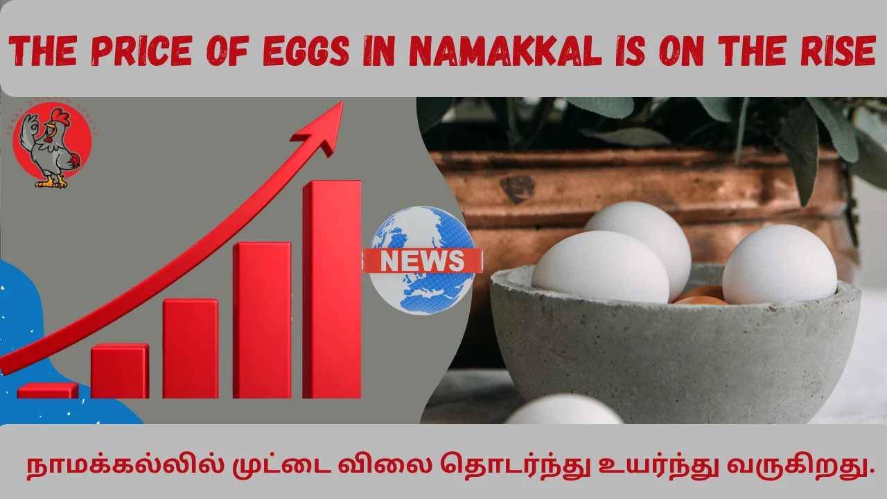 The price of eggs in Namakkal is on the rise