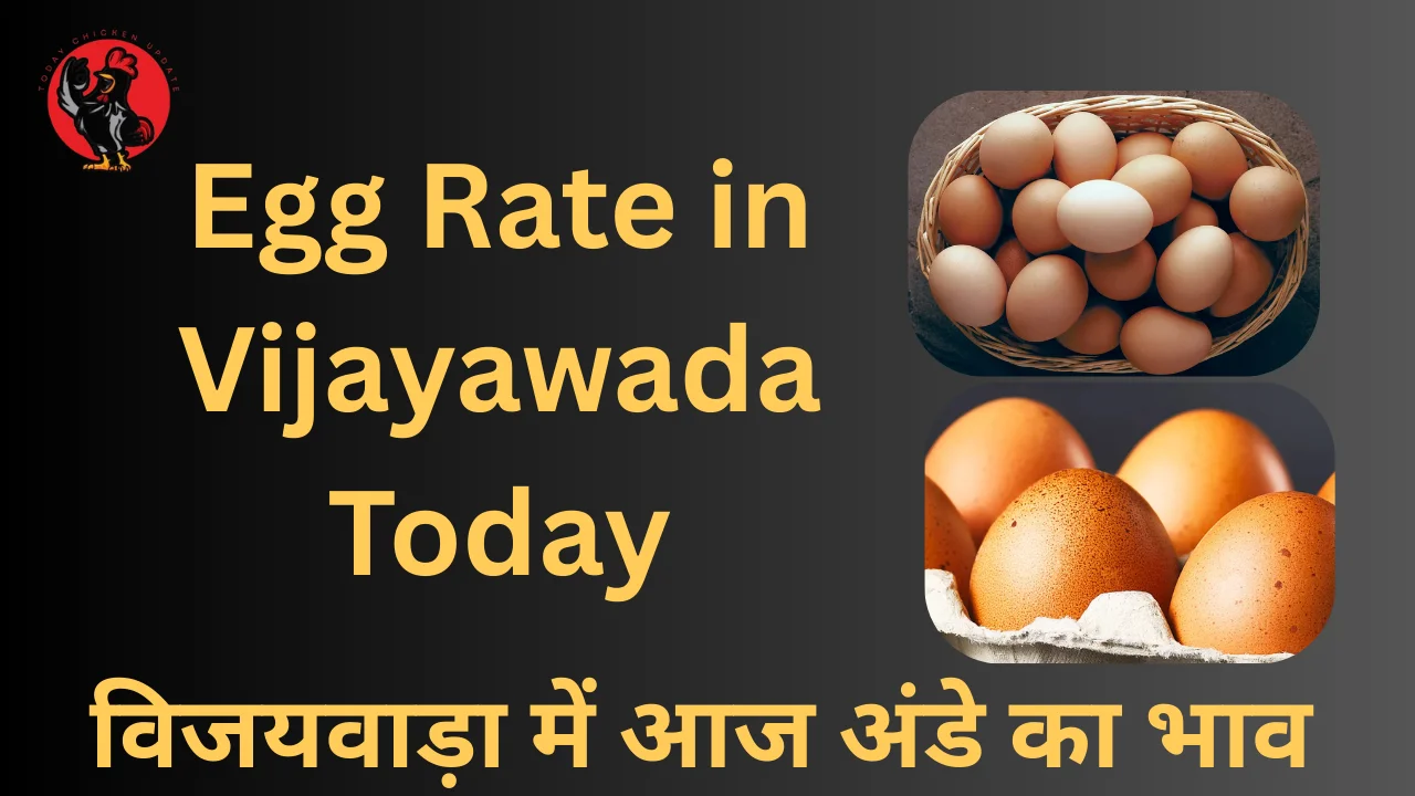 Egg Rate in Vijayawada Today (1)