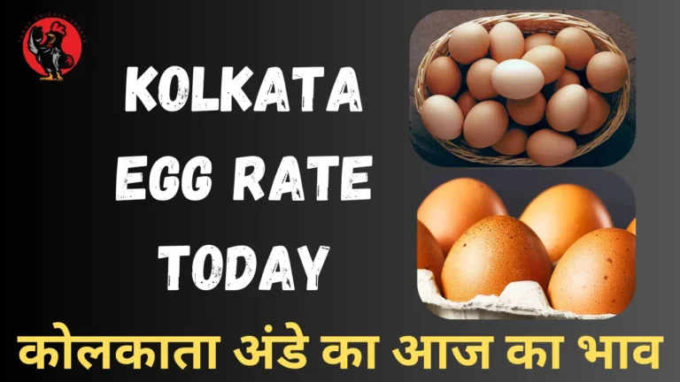 Kolkata Egg Rate Today